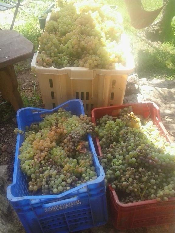 La Fattoria Di Nonna Eugenia Bed & Breakfast เลริชี ภายนอก รูปภาพ